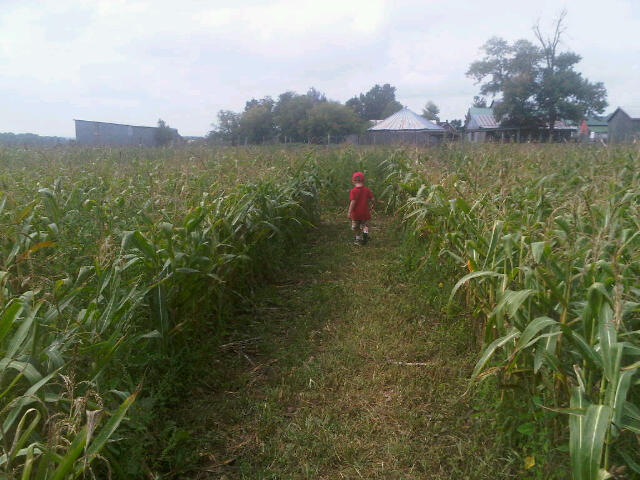 Running in the cornfields