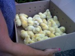 chicks in a box