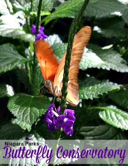 Niagara-Parks-Butterfly-Conservatory